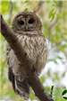 Released Barred Owl