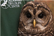 Coosa the Barred Owl