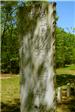 Confederate Cemetery Stone Marker