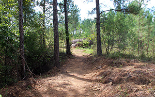 Trees and walking trail