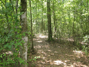 Buck Creek woods