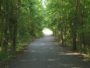 Trail through woods