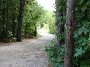 Tree-lined trail